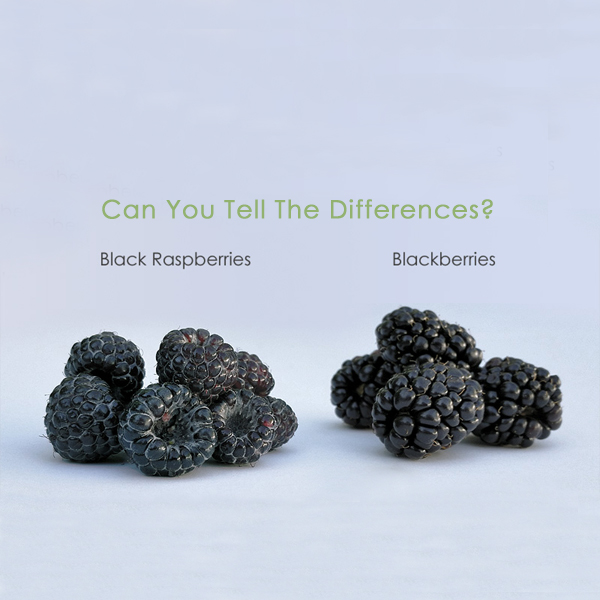 Differences between Black Raspberry and Blackberry
