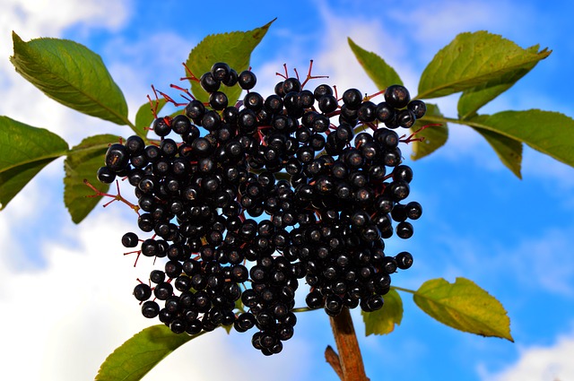 Black chokeberries